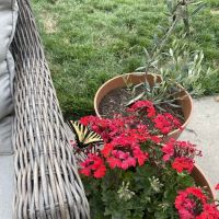 Spring View Estates ico