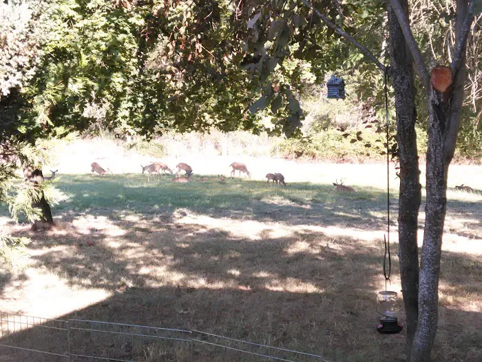 Eagle Trailer Park Picture 2