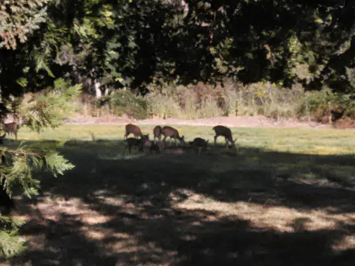 Eagle Trailer Park Picture 1