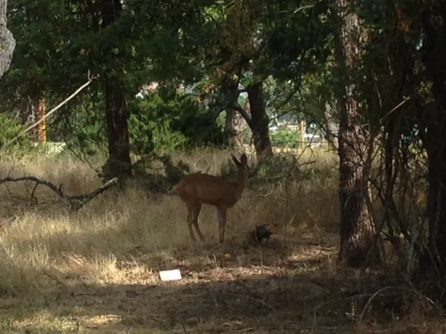 Idlewood Mobile Park Picture 5