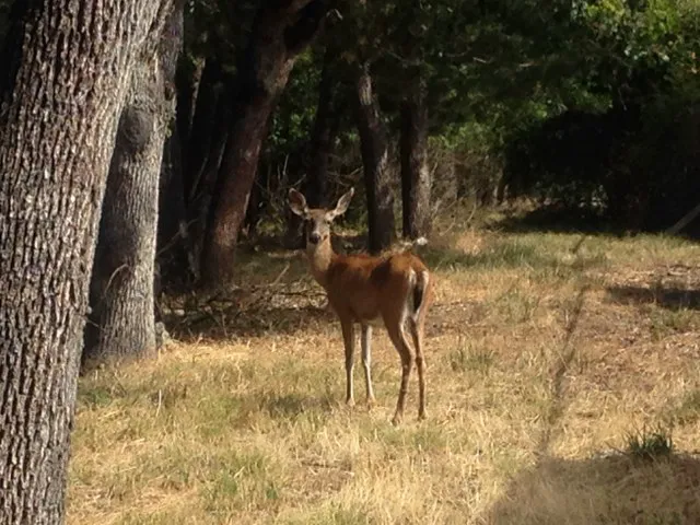 Idlewood Mobile Park Picture 9