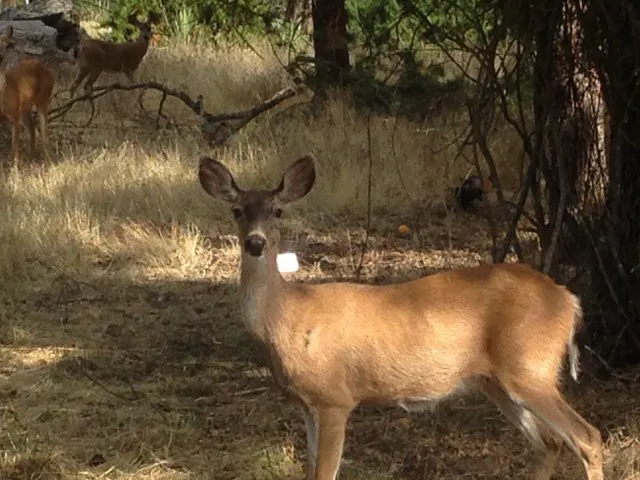 Idlewood Mobile Park Picture 6