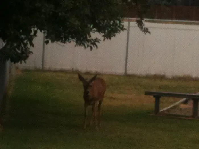 Idlewood Mobile Park Picture 3