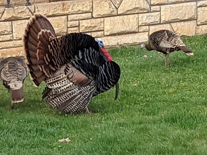 Idlewood Mobile Park Picture 2