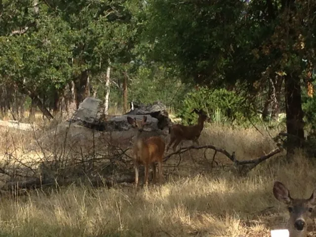 Idlewood Mobile Park Picture 7