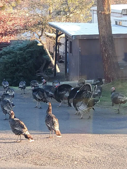 Oak Hill Mobile Estates Picture 6