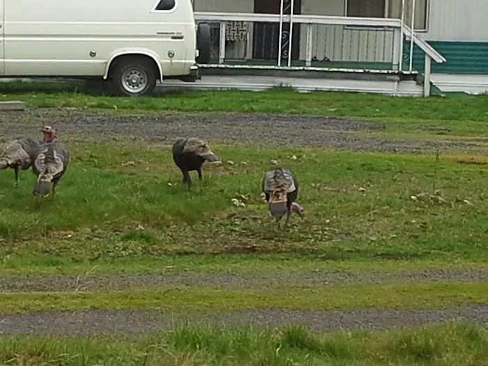 Oak Hill Mobile Estates Picture 4