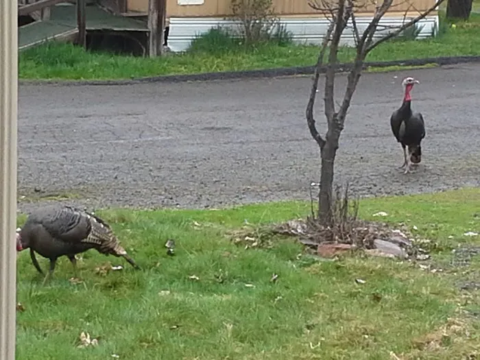 Oak Hill Mobile Estates Picture 5