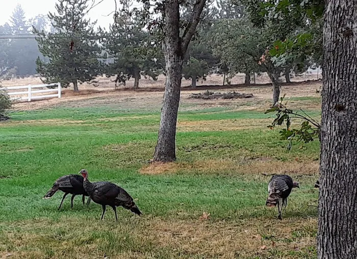 Medford Oaks RV Park Picture 3