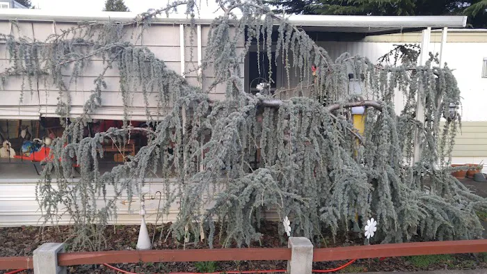 Royal Oaks Mobile Manor Picture 1