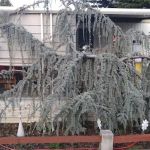 Royal Oaks Mobile Manor