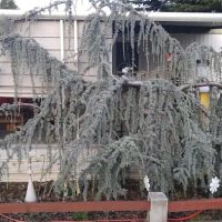 Royal Oaks Mobile Manor ico