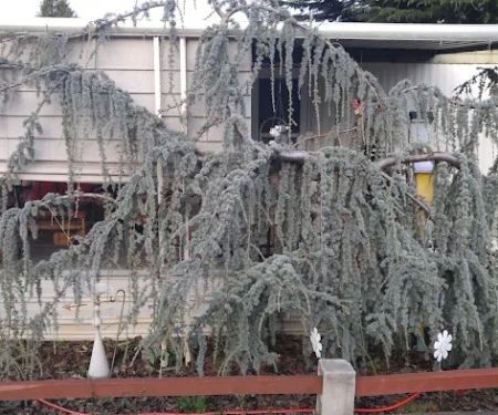 Royal Oaks Mobile Manor