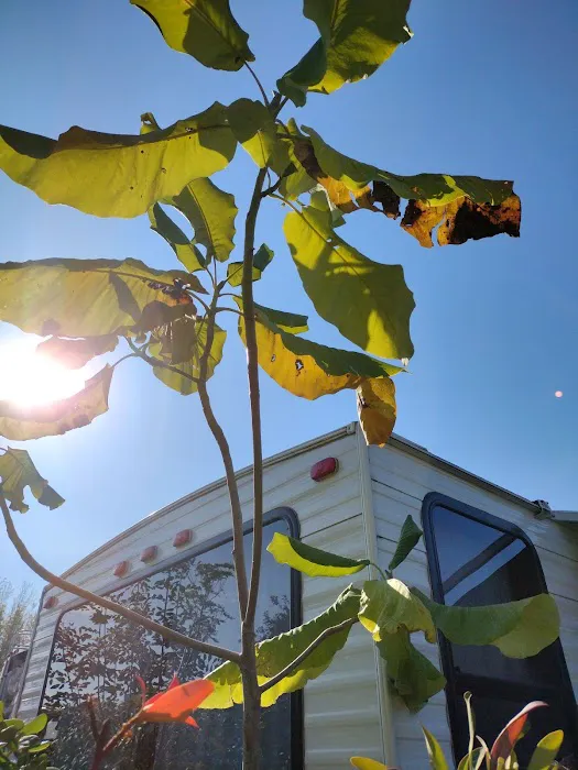 The Pointe at Lockwood 55+ Community Picture 7