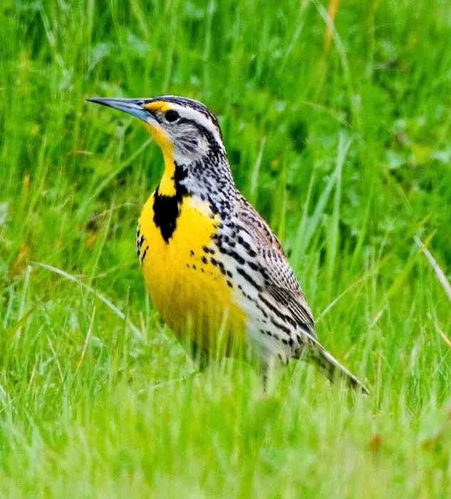 The Pointe at Lockwood 55+ Community Picture 9