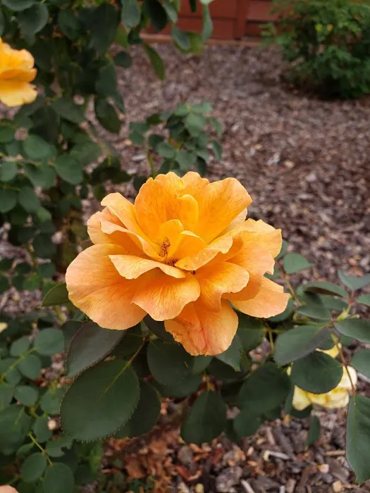 Ashland Talent RV Park Picture 5