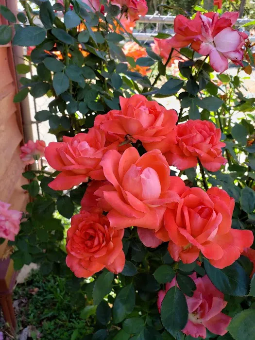 Ashland Talent RV Park Picture 3