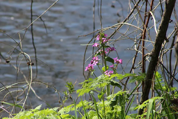 Ashland Talent RV Park Picture 1