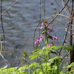 Ashland Talent RV Park