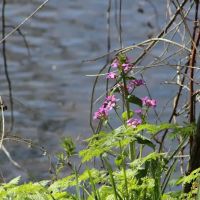 Ashland Talent RV Park ico