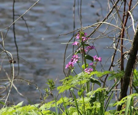 Ashland Talent RV Park