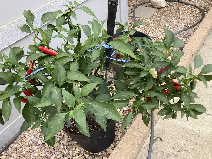 Village Grove Mobile Home Picture 10