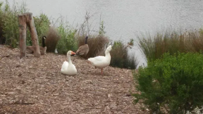 Lake Los Serranos Club Picture 8