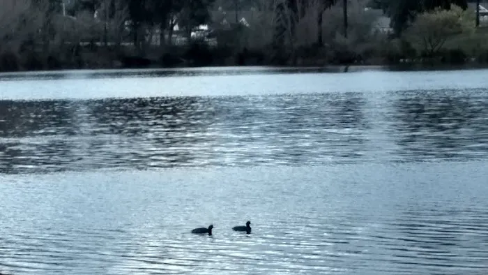 Lake Los Serranos Club Picture 7