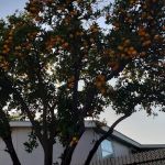 Saddleback Mobilodge