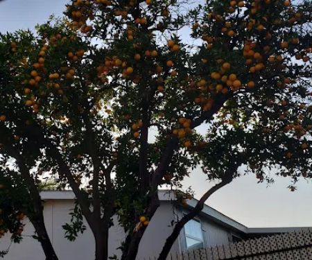 Saddleback Mobilodge