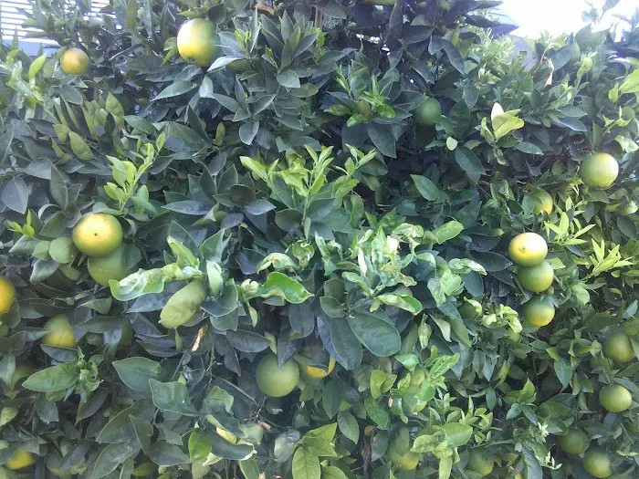 Villa Valencia Mobile Estates Picture 9