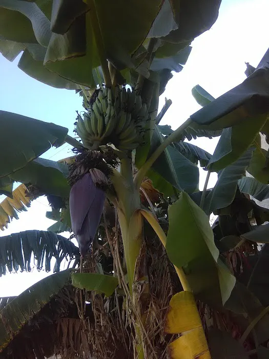 Villa Valencia Mobile Estates Picture 8