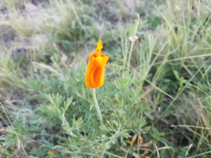 Bandera Estates Picture 6