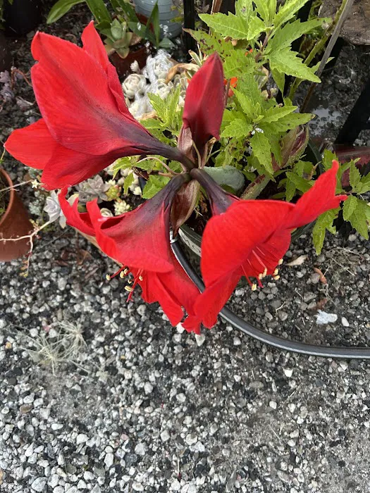 Satellite Mobile Homes Estate Picture 10