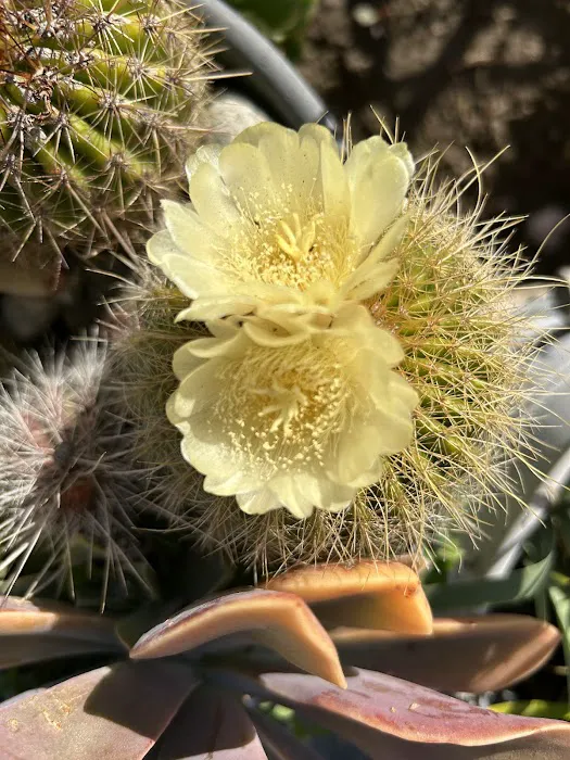 Satellite Mobile Homes Estate Picture 8