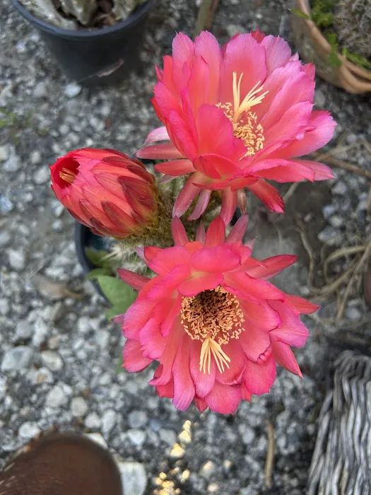 Satellite Mobile Homes Estate Picture 5