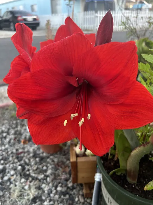 Satellite Mobile Homes Estate Picture 7