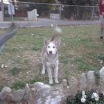 Santiago Communities Inc