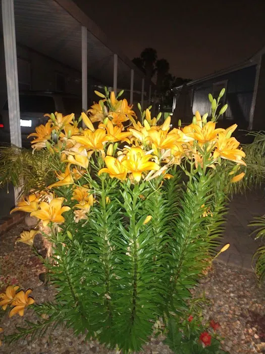 Rancho Fullerton Mobile Home Picture 7