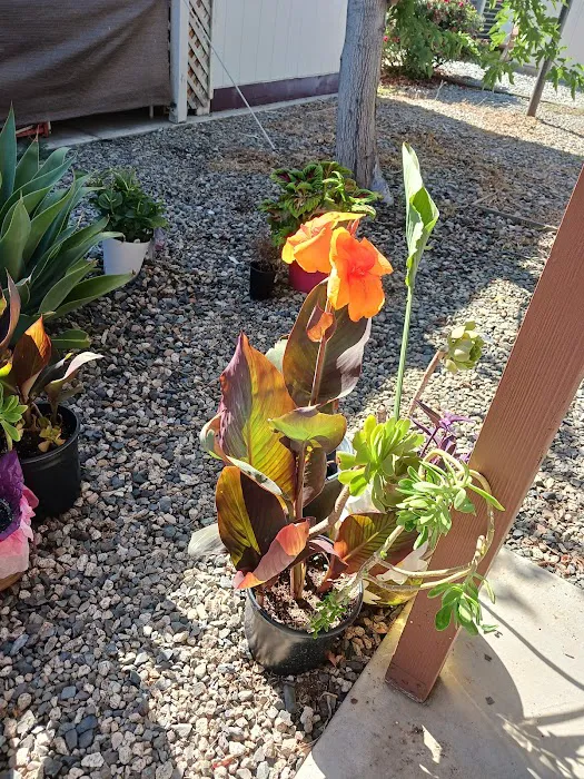 Corona Palms Mobile Home Park Picture 8