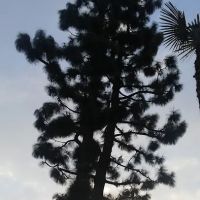 Sierra Pines Mobile Home Park ico