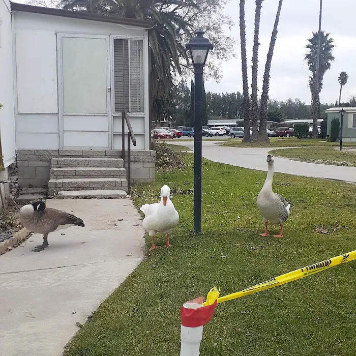 Swan Lake Mobile Home Park Picture 9
