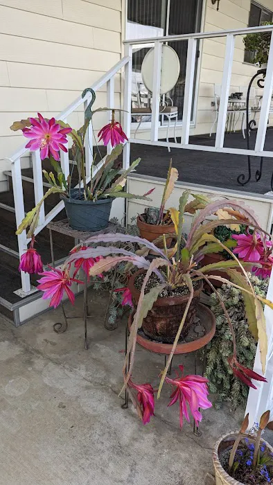 Villa Magnolia Senior Mobile Home Park Picture 2