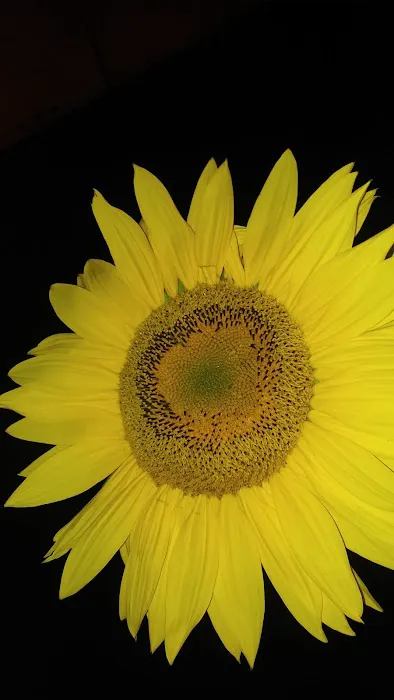 Coach Royal Mobile Home Park Picture 7