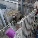 Coach Royal Mobile Home Park