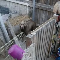 Coach Royal Mobile Home Park ico