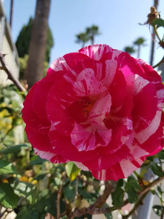 Continental Mobile Manor Picture 10