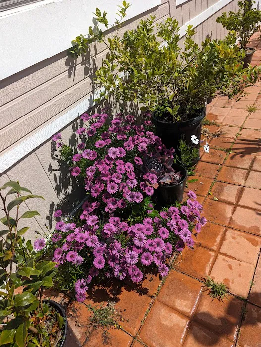 El Dorado Mobile Home Park Picture 5