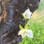 Sahara Mobile Home Park