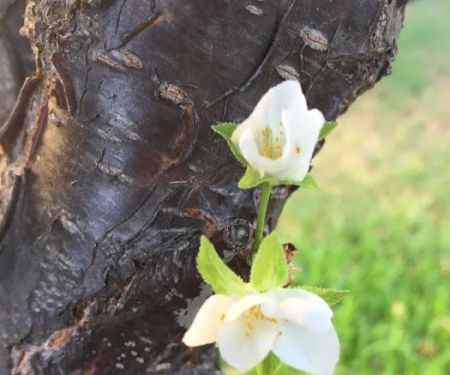 Sahara Mobile Home Park